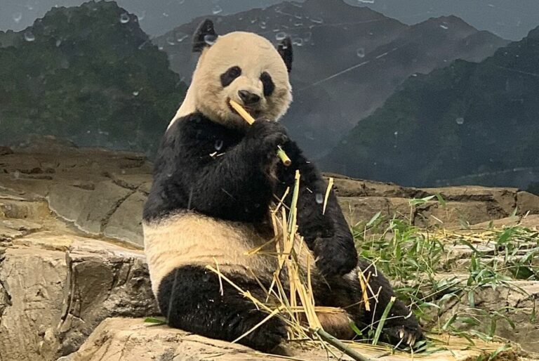 giant panda at the zoo