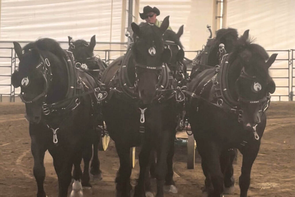 A team of black draft horses harnessed together in the Northern Lights arena at the Calgary Stampede. The horses are wearing decorative bridles with matching symbols, and the driver, dressed in a cowboy hat, is seated behind them. 