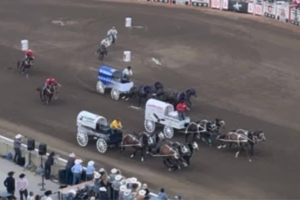 A group of chuckwagons racing on a dirt track at the Calgary Stampede, with riders in cowboy hats guiding the horses. Spectators in cowboy hats watch from the stands.