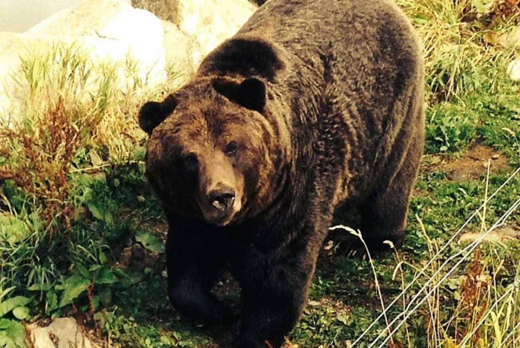 A large, dark brown black bear standing in a natural enclosure with green vegetation, a habitat in Grouse Mountain, a location known for wildlife viewing.