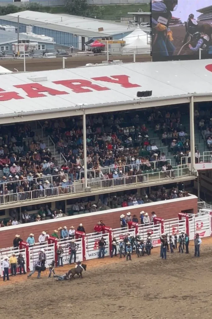 A bustling scene at the Stampede's afternoon rodeo event with a large crowd seated in the grandstands. Cowboys and event staff are lined up near the rodeo pens, where a bull is on the ground. A large screen displays a close-up of the action, and the word "Calgary" is visible in bold red letters on the roof above the stands.