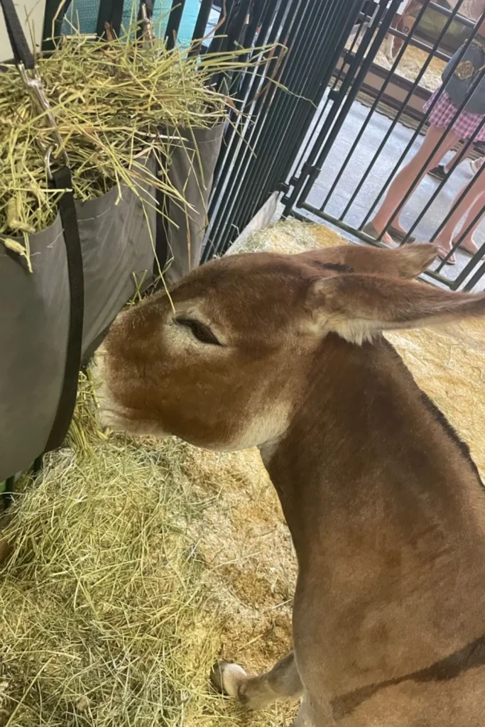 A brown donkey eating hay from a hanging bag in a fenced area at the Calgary Stampede, with other animals and people visible in the background.
