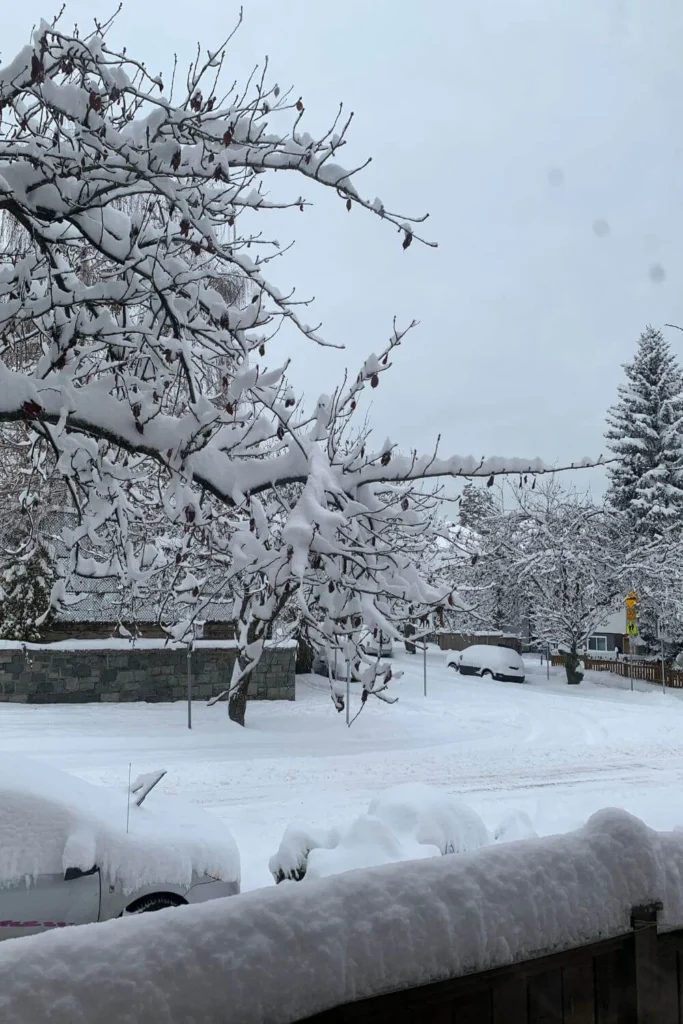 Snow-covered Vancouver neighbourhood with heavy fresh snowfall on trees and cars, creating a peaceful winter scene perfect for a quiet solo walk.