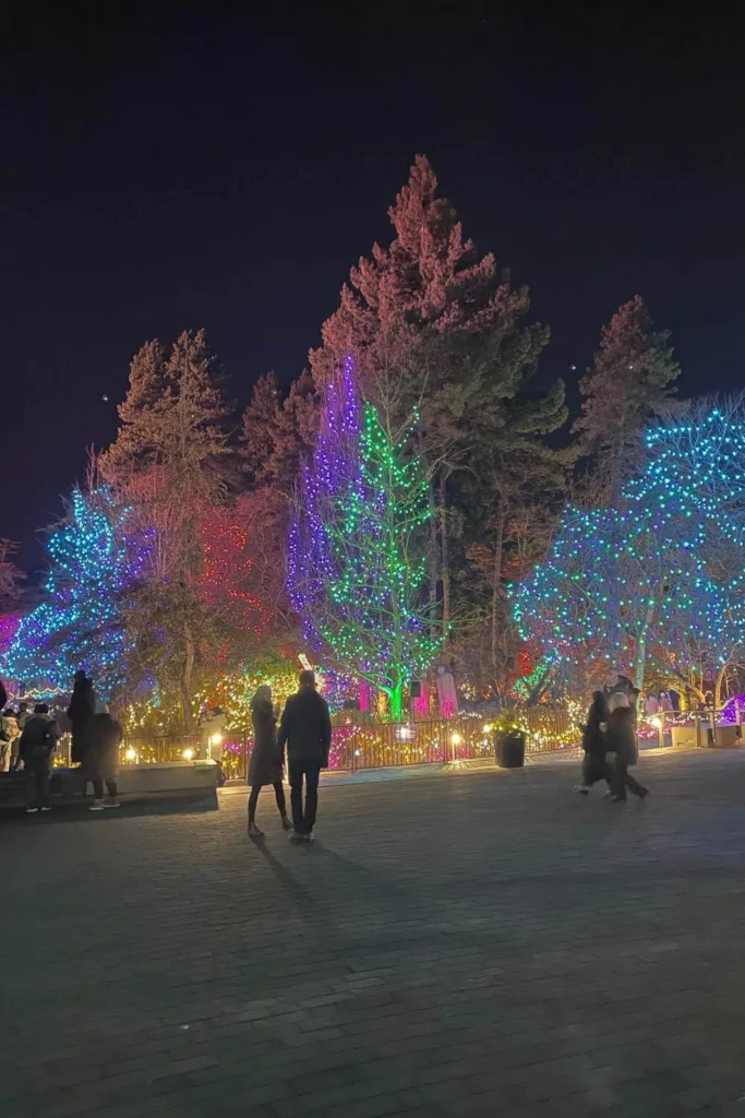 Tall trees wrapped in colourful Christmas lights at VanDusen Festival of Lights plaza.