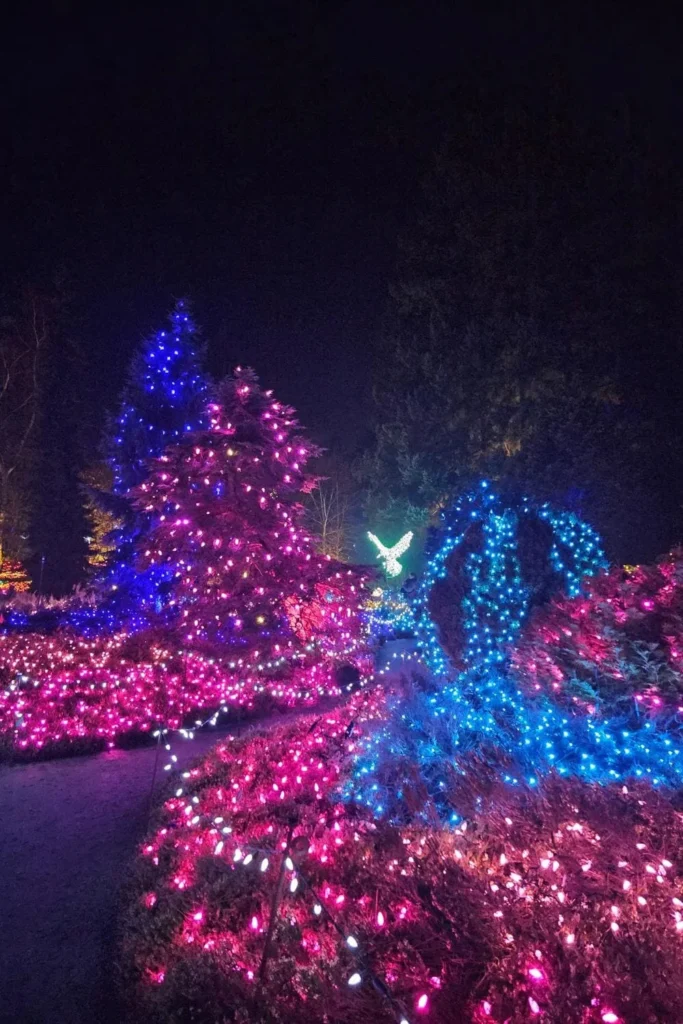 Multicolour Christmas lights and bird display glowing throughout VanDusen Botanical Garden.