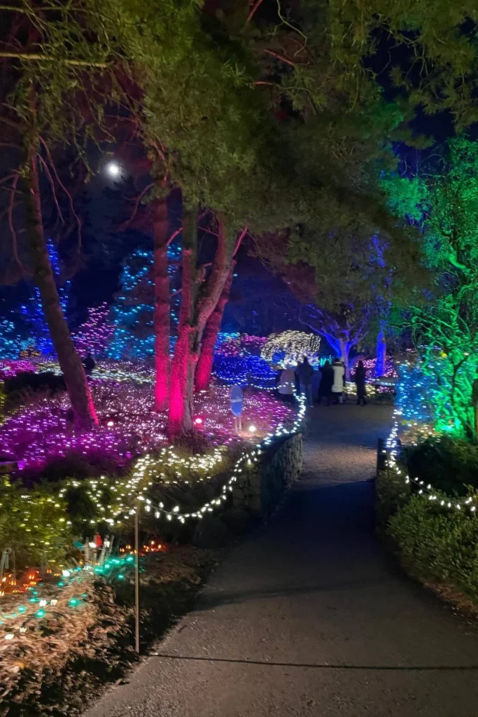 Winding pathway through trees covered in colourful lights at VanDusen Festival of Lights.