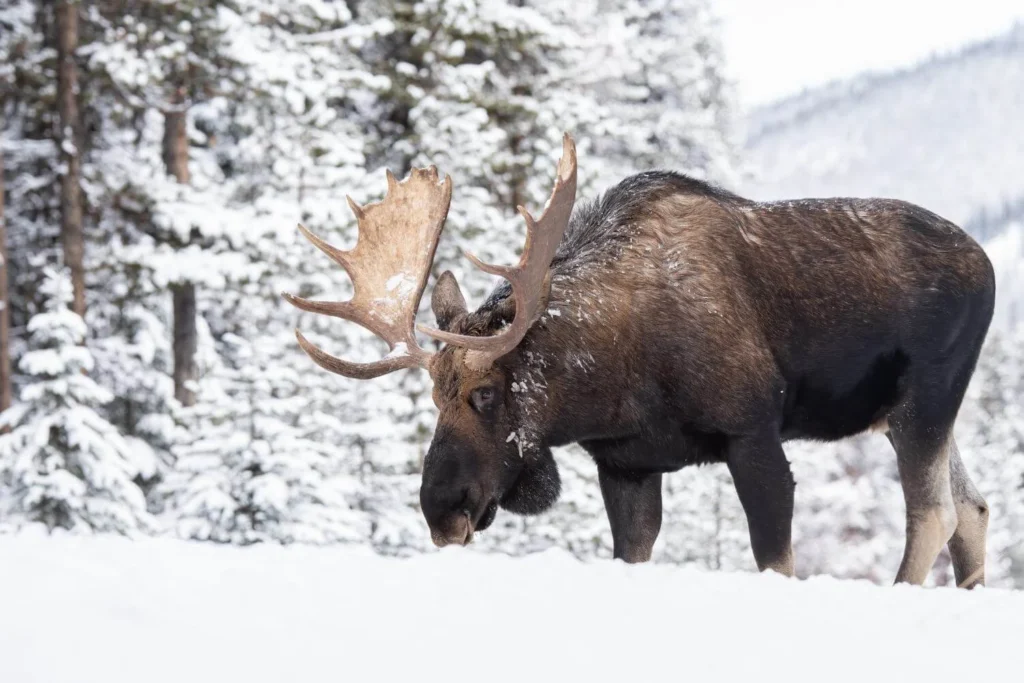 Snowy wilderness landscape in Canada often visited on winter wildlife tours.
