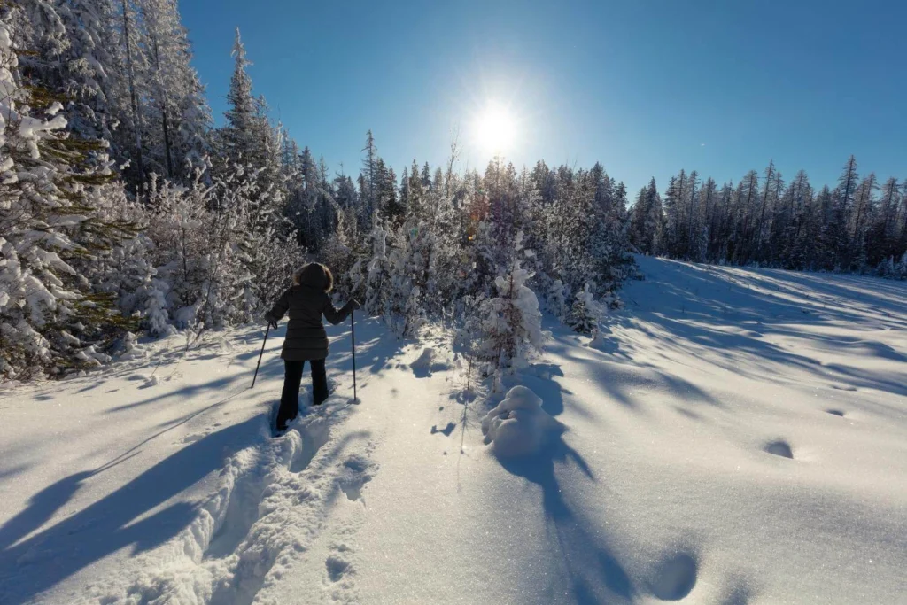 Person snowshoeing through a snowy forest in British Columbia, Canada on a bright winter day.